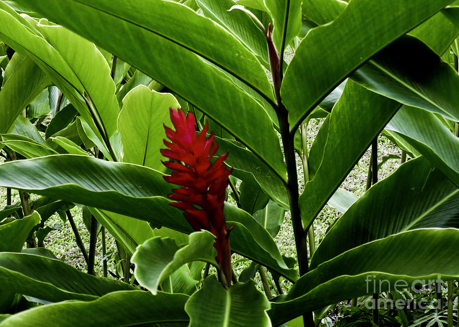 Nature Photograph - Tropical by Kelley Belisle