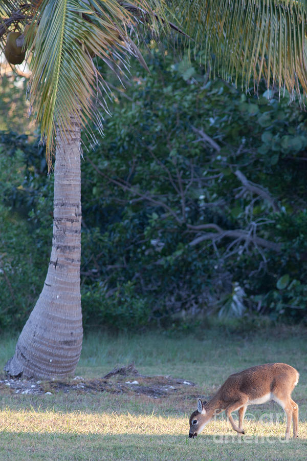 Tropical Key Deer Photograph by Natural Focal Point Photography