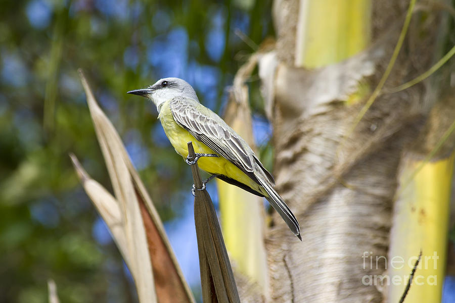 Tropical Kingbird Photograph by Teresa Zieba