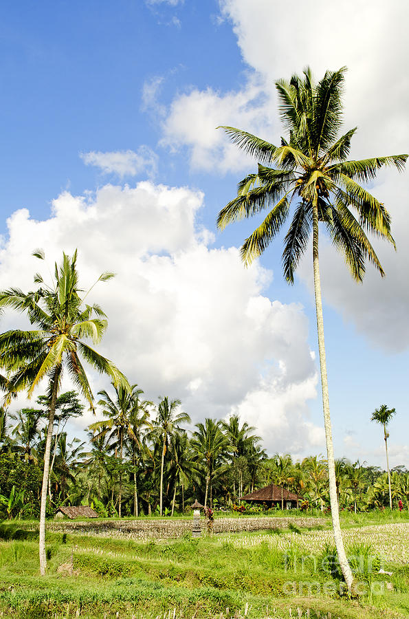 Tropical Landscape In Bali Indonesia Photograph