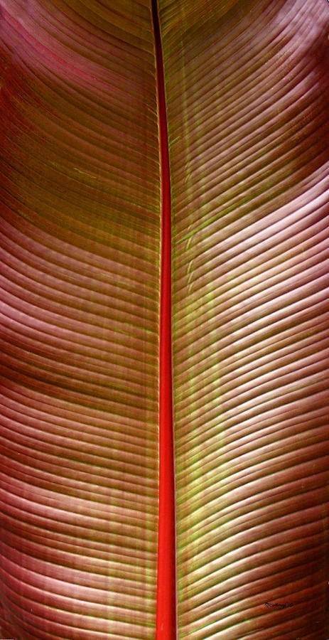 Tropical Leaf 2 Photograph by Duane McCullough
