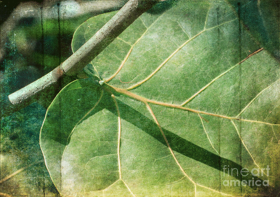 Palm Leaf Photograph - Tropical Leaf by Arlene Carmel