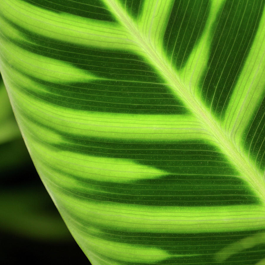 Tropical Leaf Photograph by Art Block Collections