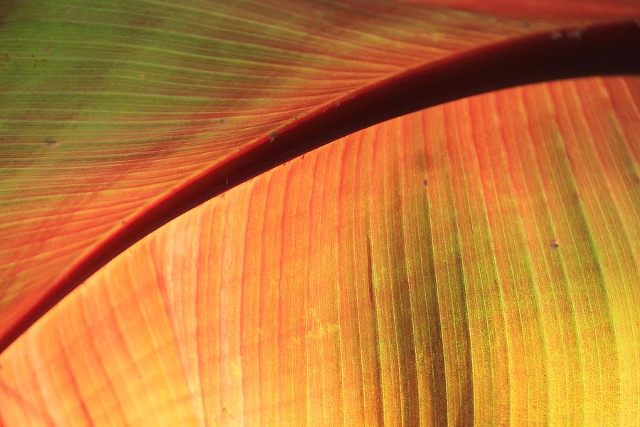 Tropical Leave Photograph by Michael Saunders
