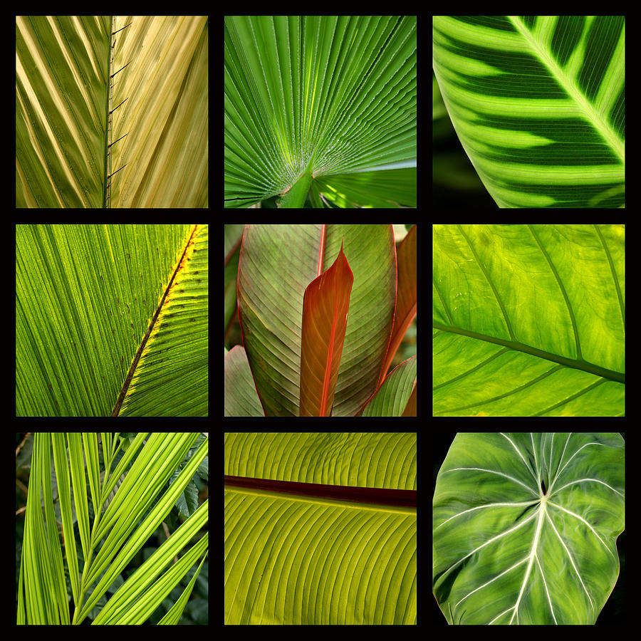 Tropical Leaves Photograph by Art Block Collections
