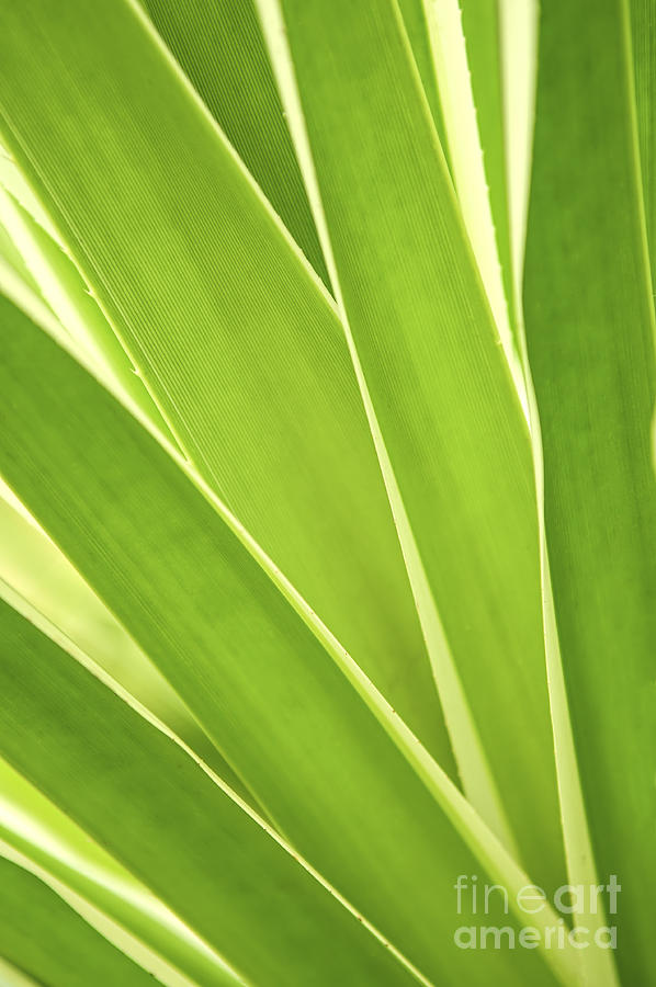 Nature Photograph - Tropical leaves by Elena Elisseeva