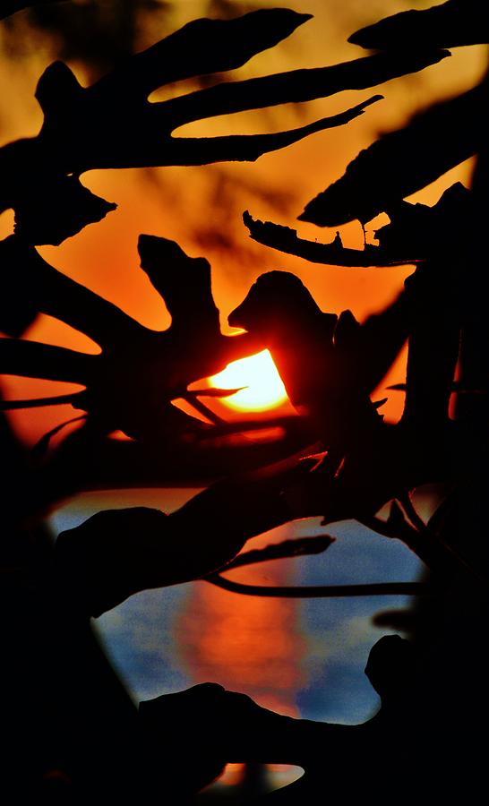 Tropical Leaves - Abstract Sunset Photograph by Billy Beck