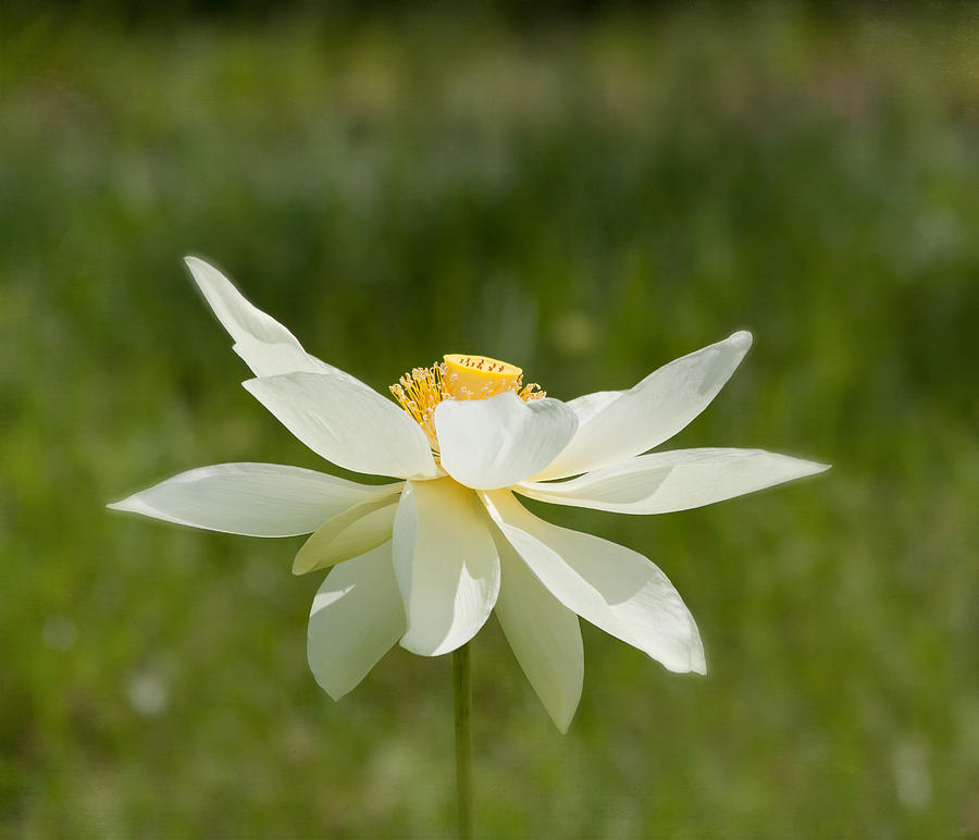 Tropical Lotus Flower Photograph by Kim Hojnacki