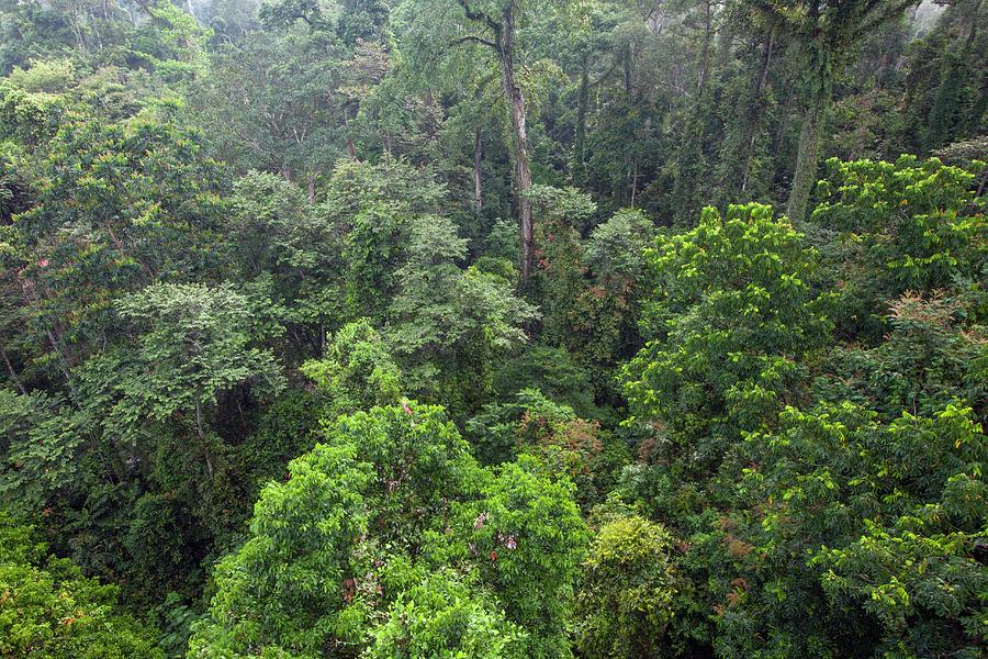 tropical-lowland-rainforest-photograph-by-alex-hyde-pixels