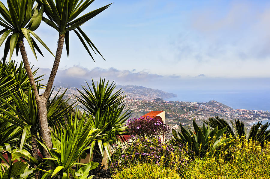 Tropical Madeira Photograph by Betty Eich