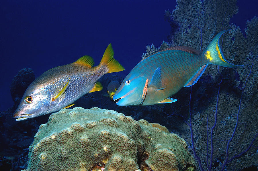 Tropical Marine Fish Photograph by Charles Angelo