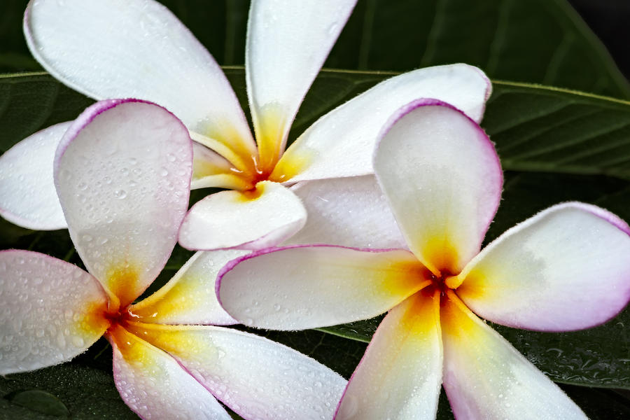 Tropical Maui Plumeria Photograph by Susan Candelario