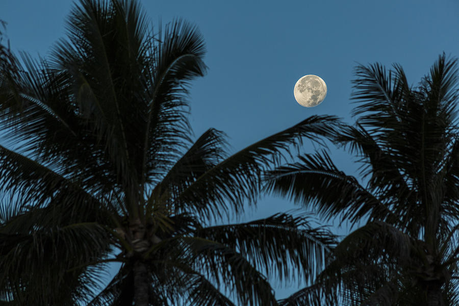 Tropical Moon 1 Photograph by Leigh Anne Meeks
