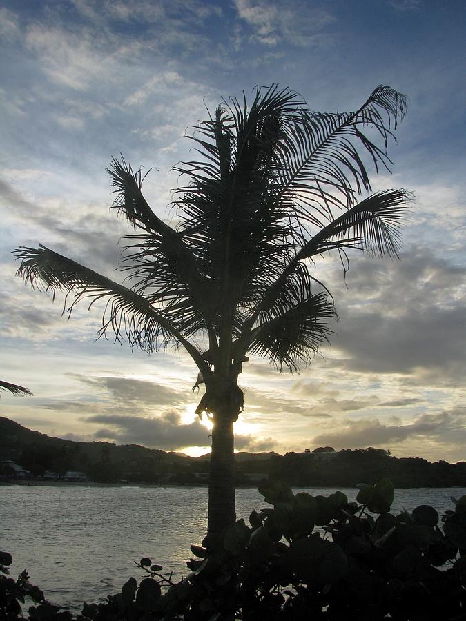 Tropical Mornings - Silhouettes 10 Photograph by Pamela Critchlow