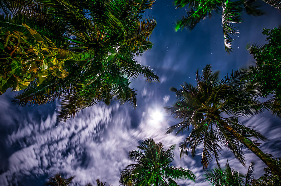 Tropical Night Sky Photograph by Jenny Rainbow