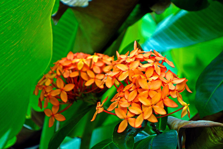 Tropical Orange Photograph by Robert Meyers-Lussier