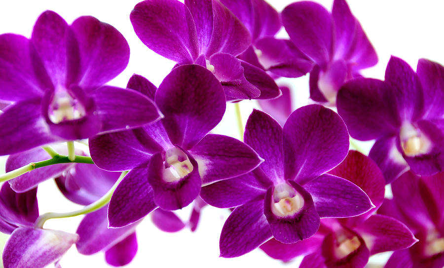 Tropical Orchids. Purple Dream Photograph by Jenny Rainbow