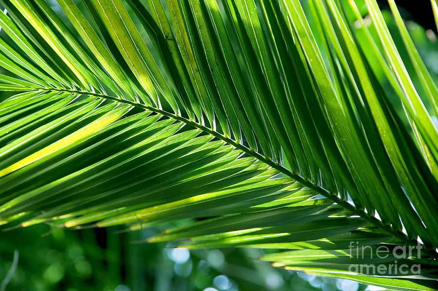 Nature Photograph - Tropical palm leaf by Michal Bednarek