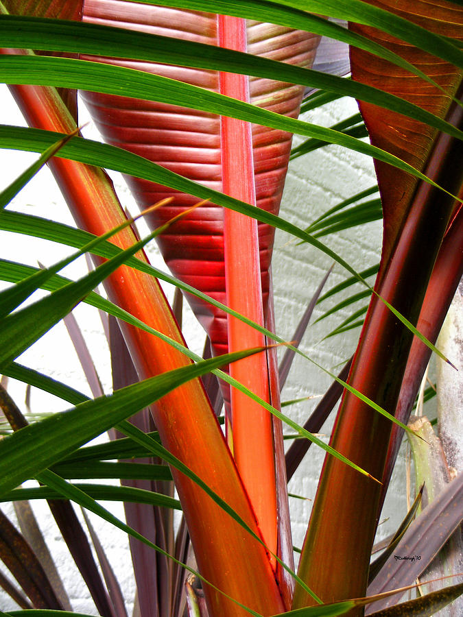 Tropical Palm Leaves Photograph by Duane McCullough