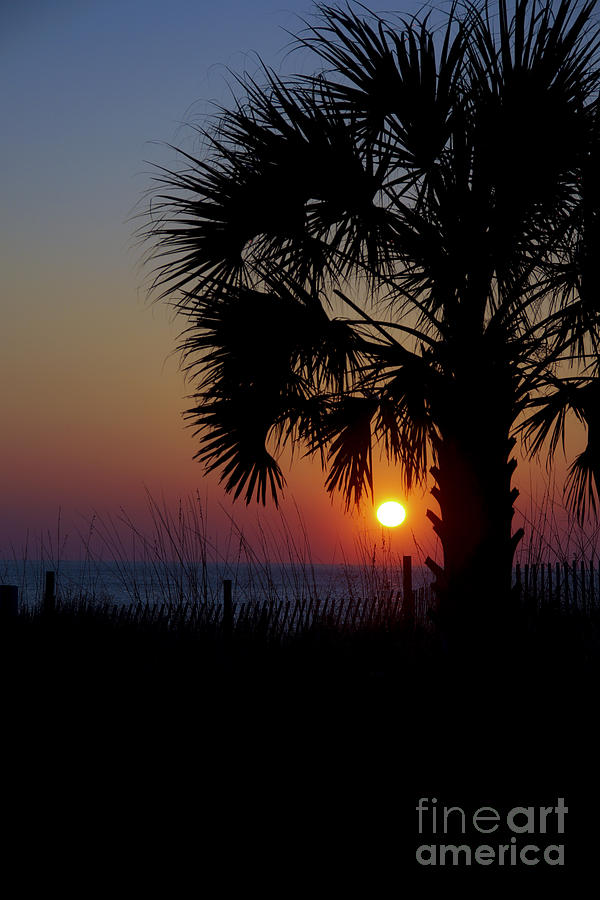 Landscape Photograph - Tropical Palm by Matthew Trudeau
