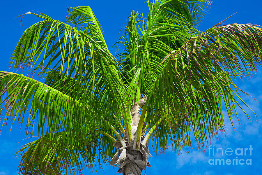 Tropical Palm Portrait Photograph