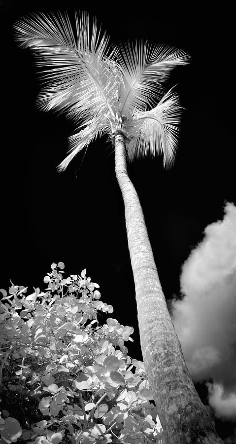 Tropical Palm St. John Photograph by Luke Moore
