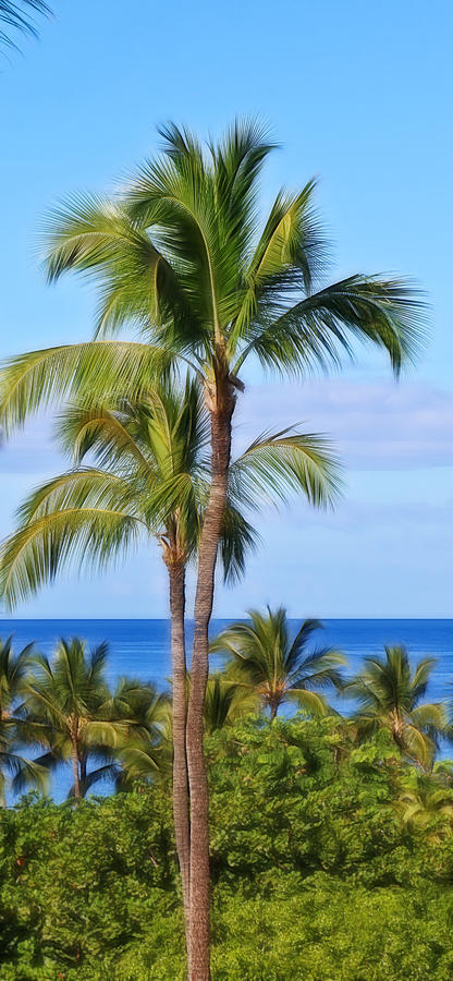 Tropical Palm Tree in Maui Photograph by Athena Mckinzie
