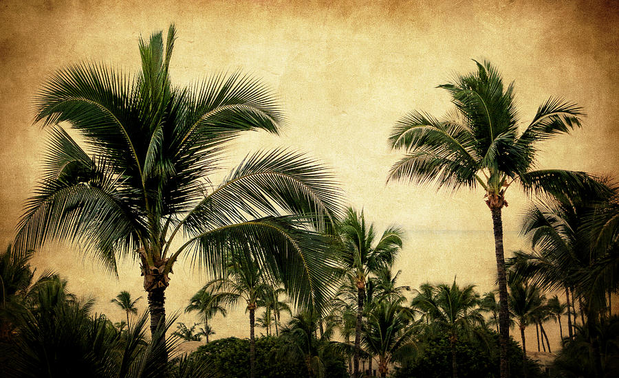 Paradise Photograph - Tropical Palm Trees by Athena Mckinzie