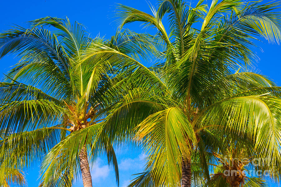 Tropical Palm Trees Photograph by Kimberly Blom-Roemer