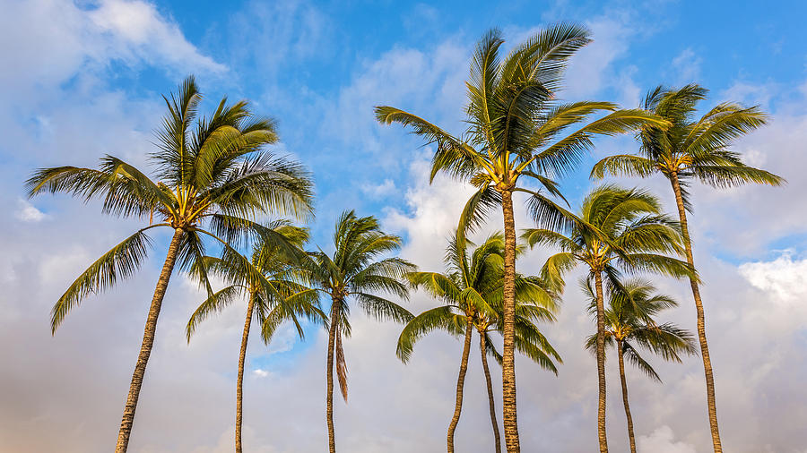 Tropical Palm Trees Photograph by Pierre Leclerc Photography