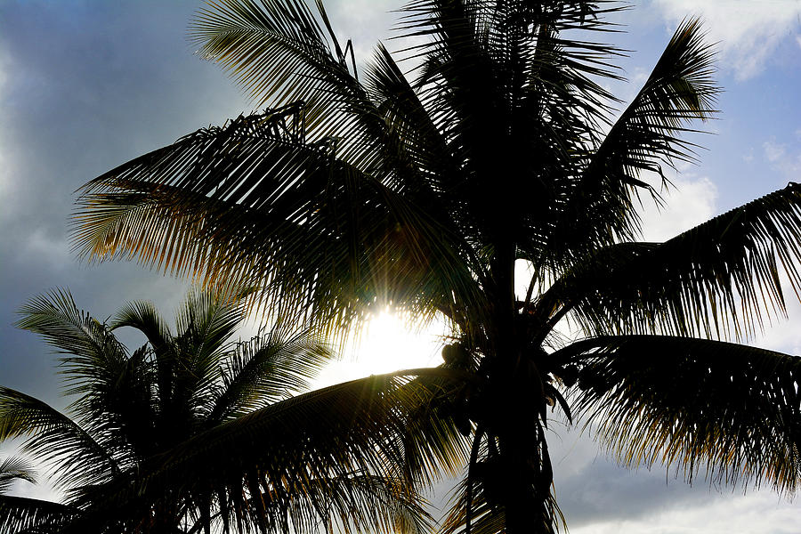 Tropical Palms Photograph by Brendan Reals