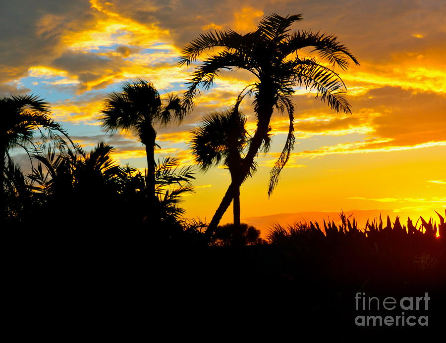 Sunset Photograph - Tropical Palms by Debbi Granruth