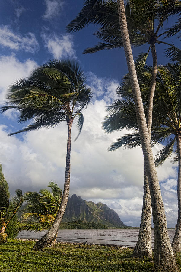 Tropical Palms Photograph by James Roemmling