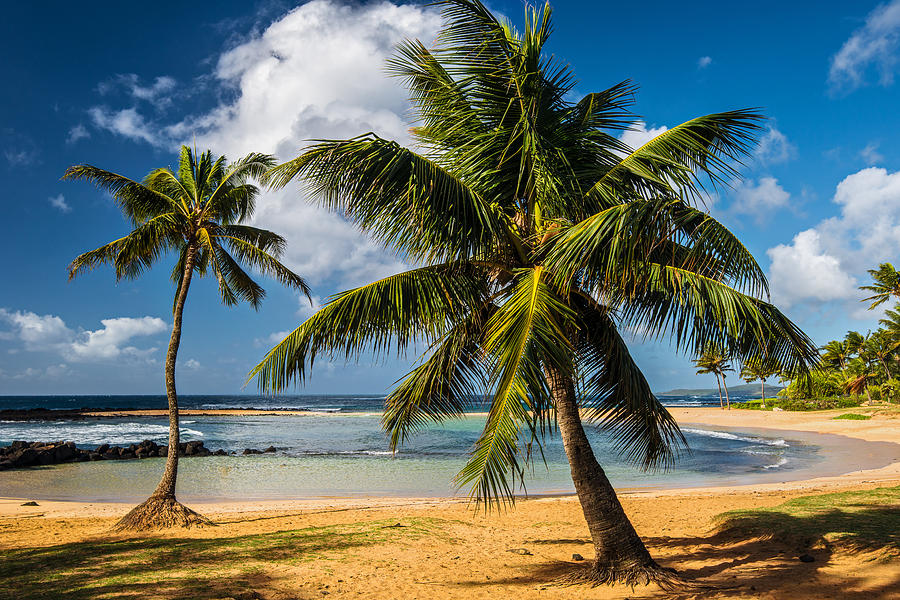 Tropical Paradise Photograph by Guy Schmickle - Fine Art America