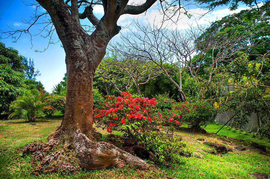 Tropical Park. Mauritius Photograph by Jenny Rainbow