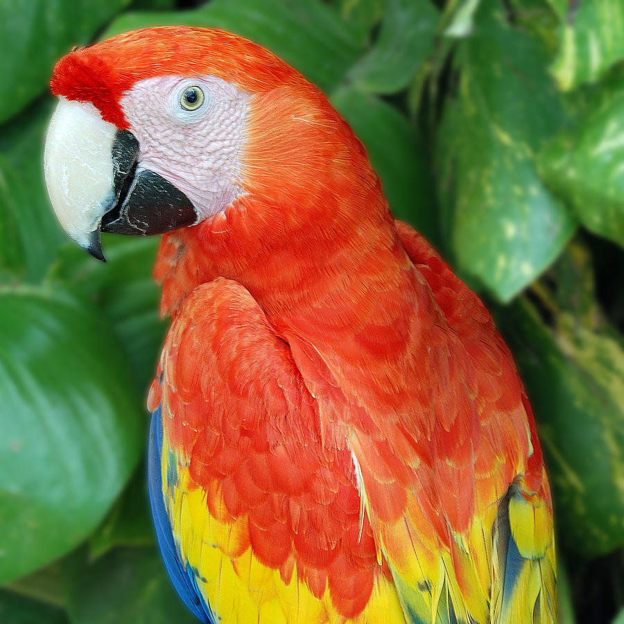 Tropical Parrot Photograph by Mike Andre - Fine Art America