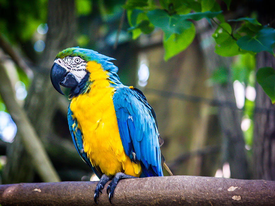 Tropical Parrot Photograph