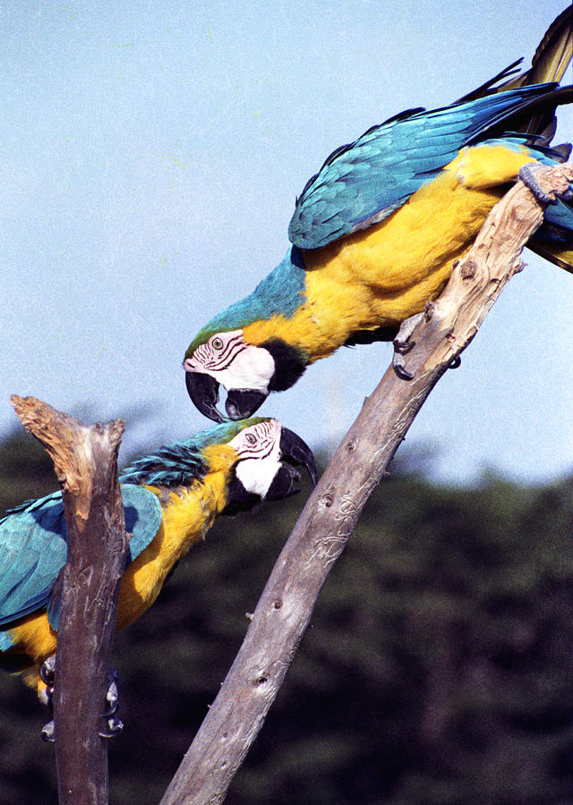 Tropical Parrots in Love Photograph by Daniel Larsen