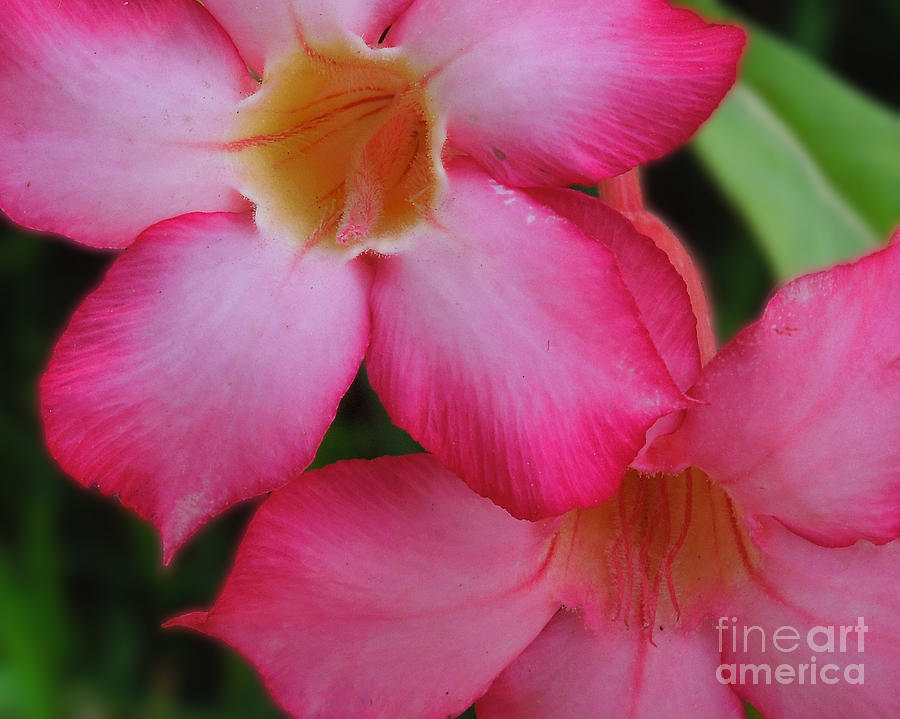 Tropical Pink Photograph by Mini Arora