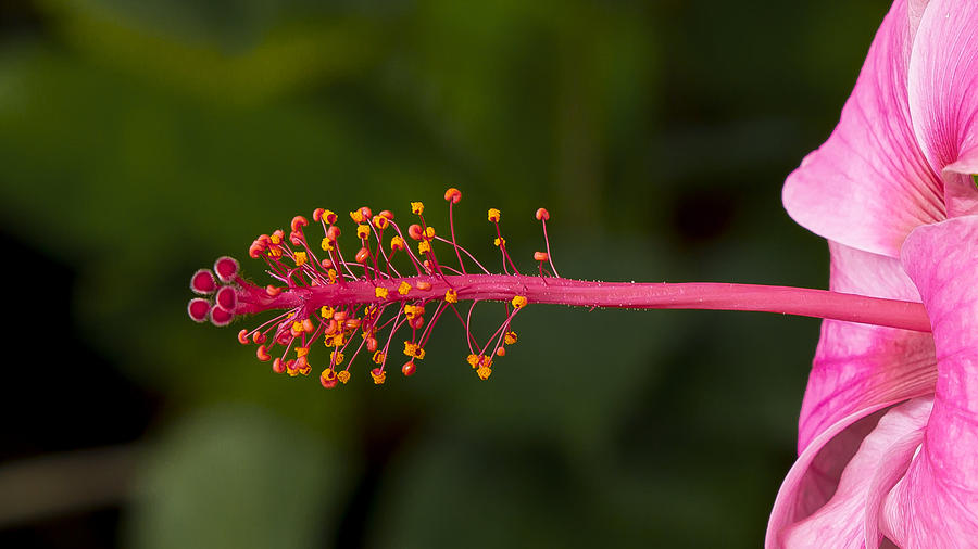 Tropical Pink Photograph by Sean Allen