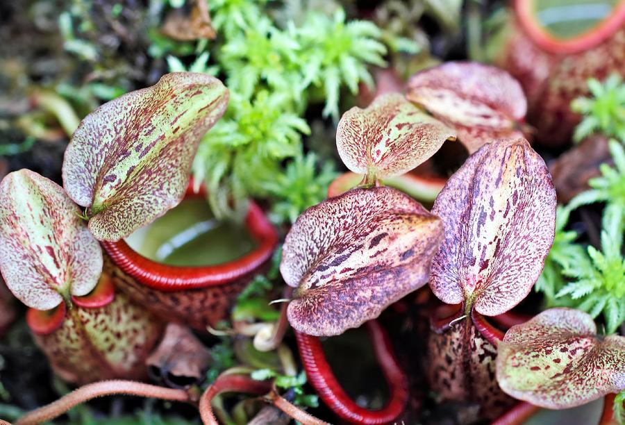 Tropical Pitcher Plants Photograph by Katherine White