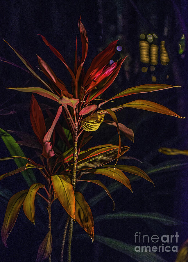 Tropical Plant Abstract Photograph by Richard Mason
