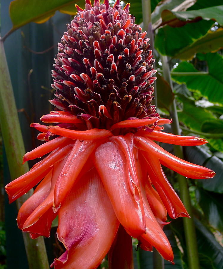 Tropical Plant Photograph by Denise Mazzocco - Fine Art America