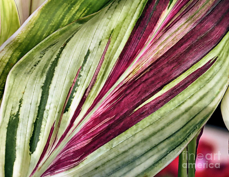 Tropical Plant Leaves Photograph by Janice Drew