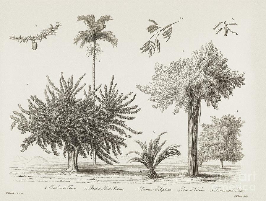 Tree Photograph - Tropical Plants, 19th Century by Middle Temple Library