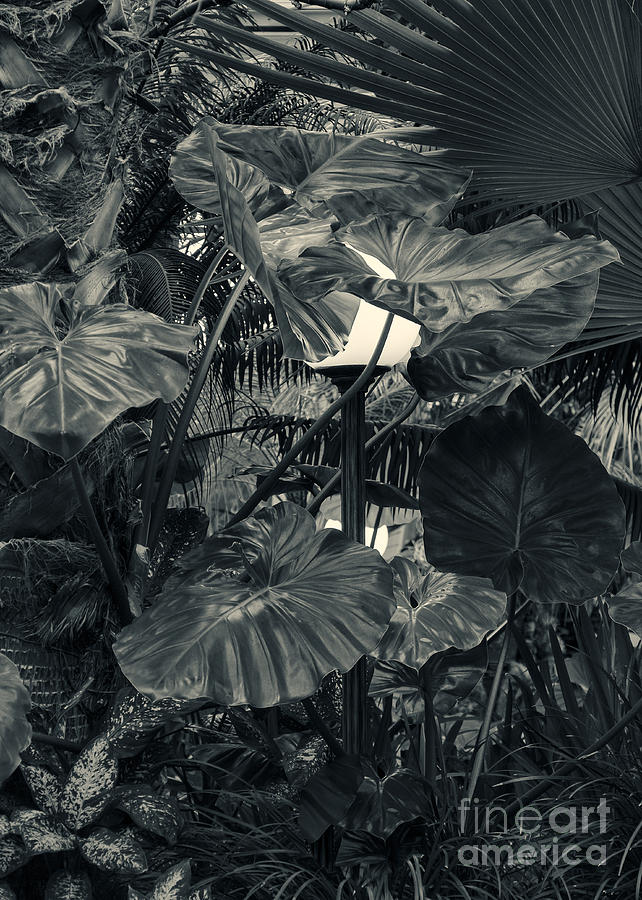 St. Paul Digital Art - Tropical Plants by Gary Rieks