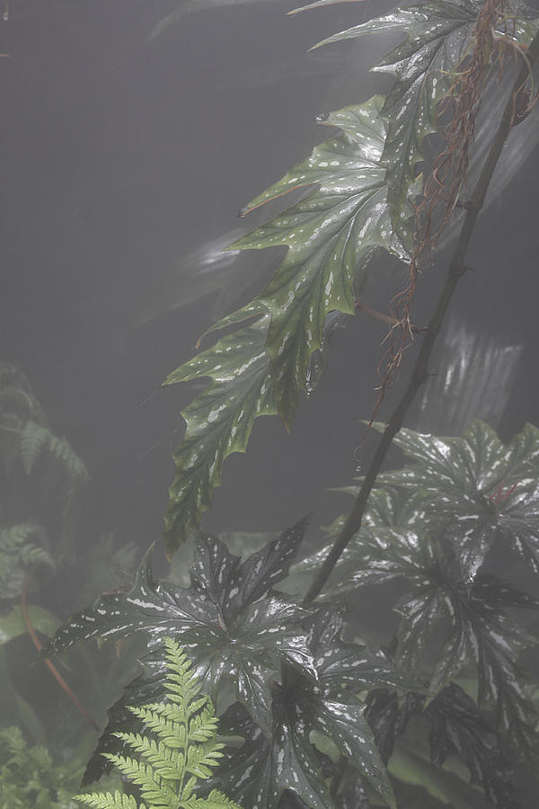 Tropical Plants In Fog Photograph by Viktor Savchenko