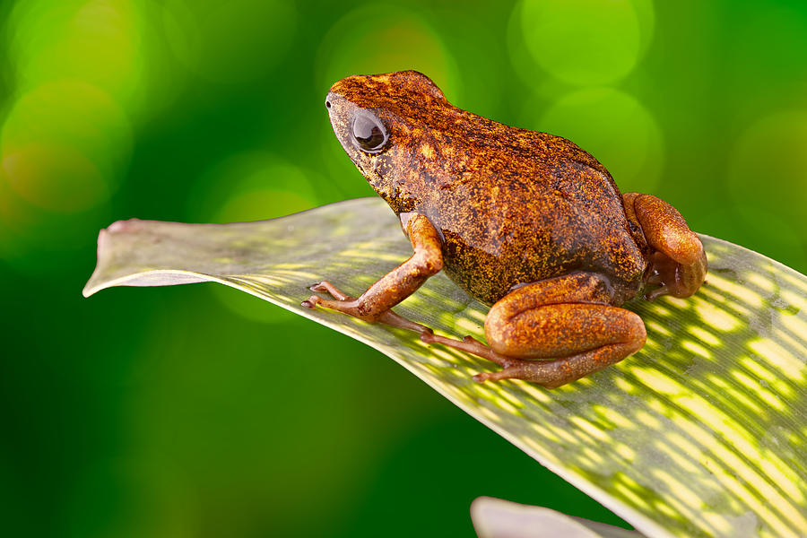 Tropical poison dart frog Ecuador Photograph by Dirk Ercken