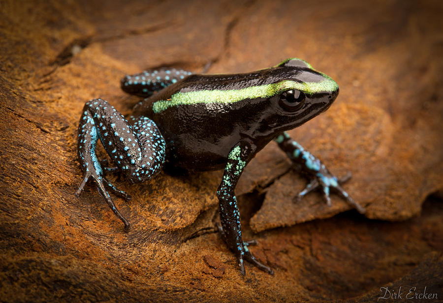 Tropical Poison Frog Photograph by Dirk Ercken