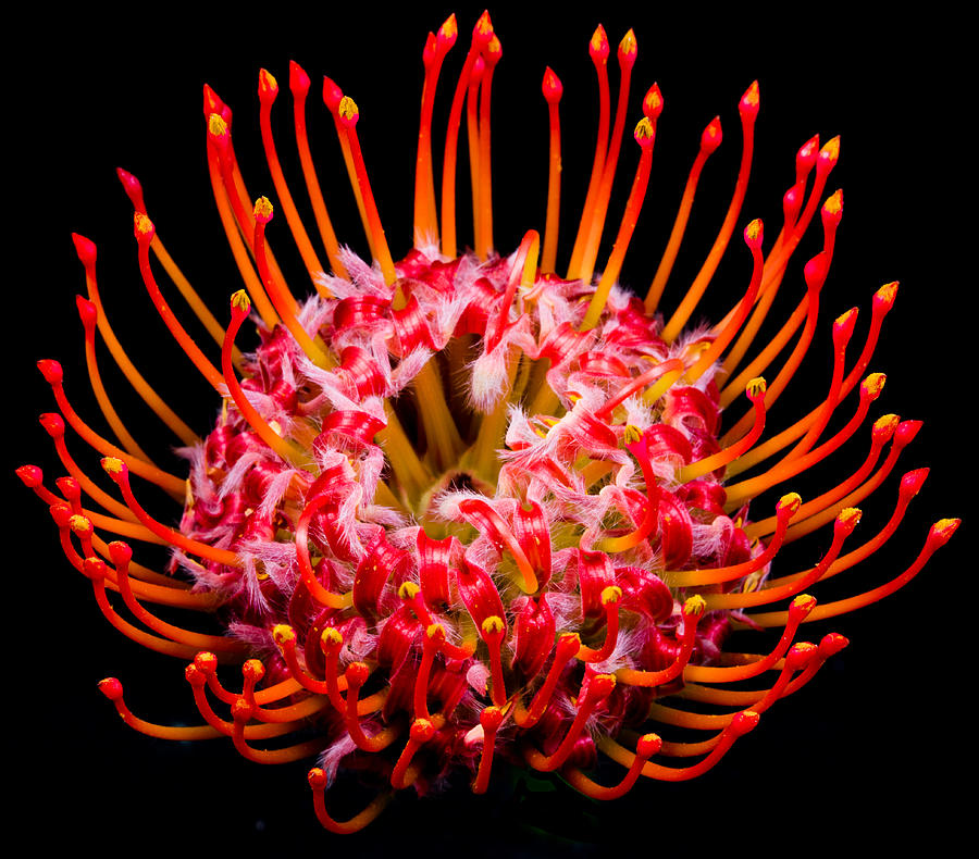 Tropical Protea Photograph by Alan C Kamil - Pixels